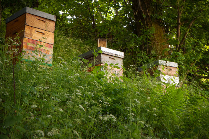 24 Environnement-ruches