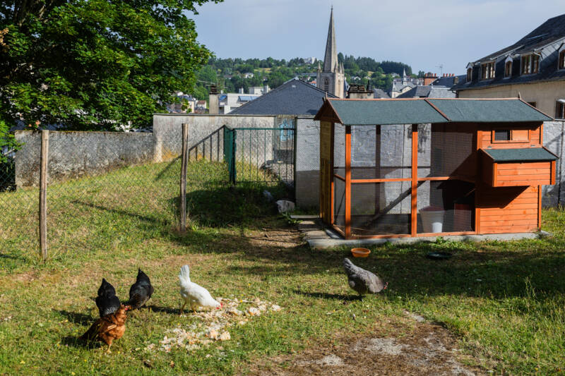 Poulailler mairie Poulailler mairie